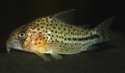Hoplisoma sp. (C091)