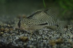 Hoplisoma sp. (C091)