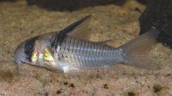 Hoplisoma sp. (C096) - Click for species page