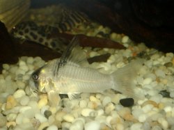Hoplisoma sp. (C096)