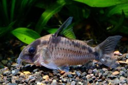 Hoplisoma sp. (C100) - Click for species page