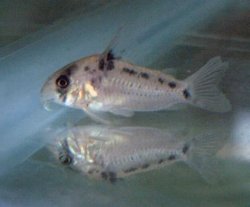 Hoplisoma sp. (C100)