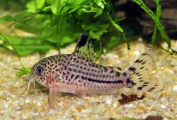 Hoplisoma sp. (C120) - Click for species page