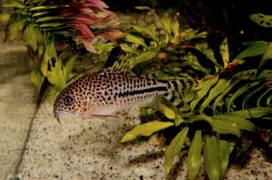 Hoplisoma sp. (C120)