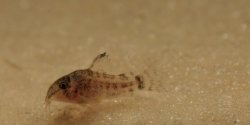 Hoplisoma sp. (C120)