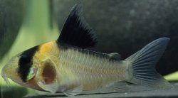 Hoplisoma sp. (C121)