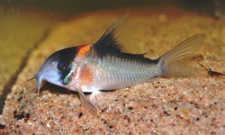 Hoplisoma sp. (C121)