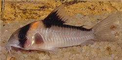 Hoplisoma sp. (C121)