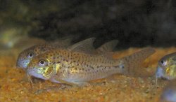 Hoplisoma sp. (C129)