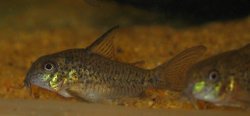 Hoplisoma sp. (C129)
