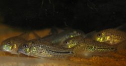 Hoplisoma sp. (C129)
