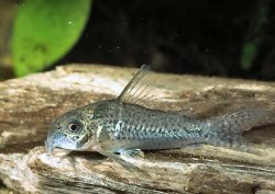 Hoplisoma sp. (C129)