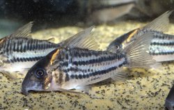 Hoplisoma sp. (C133) - Click for species page