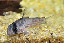 Hoplisoma sp. (C134) - Click for species page