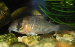 Hoplisoma sp. (C134)