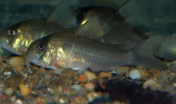 Hoplisoma sp. (C134)