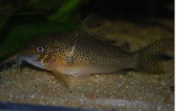 Hoplisoma sp. (C136)