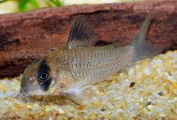 Hoplisoma sp. (C139) - Click for species page