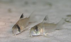 Hoplisoma sp. (C139)