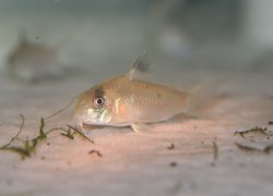 Hoplisoma sp. (C139)