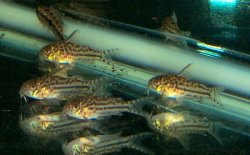 Hoplisoma sp. (C150)