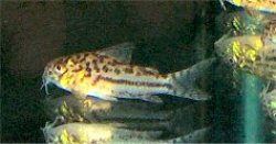 Hoplisoma sp. (C150)