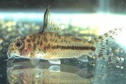 Hoplisoma sp. (C150)