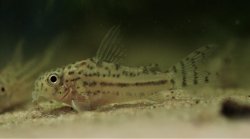 Hoplisoma sp. (C150)