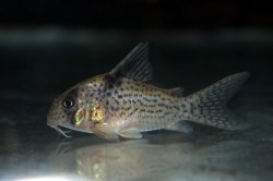 Hoplisoma sp. (Cw001) - Click for species page