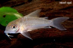 Hoplisoma sp. (Cw015) - Click for species page