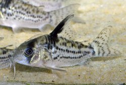 Hoplisoma sp. (Cw027) - Click for species page