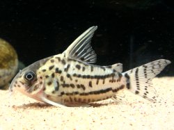 Hoplisoma sp. (Cw028)