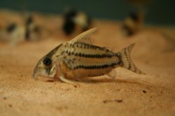 Hoplisoma sp. (Cw028)