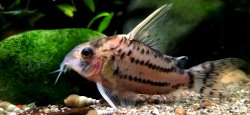 Hoplisoma sp. (Cw028)