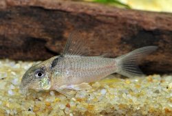 Hoplisoma sp. (Cw030) - Click for species page