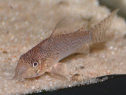 Hoplisoma sp. (Cw037)