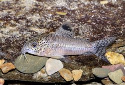 Hoplisoma sp. (Cw037)