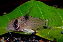 Hoplisoma sp. (Cw046) - Click for species page
