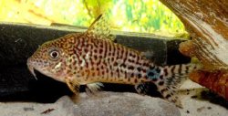 Hoplisoma sp. (Cw054) - Click for species page