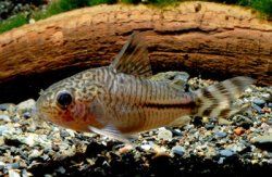 Hoplisoma sp. (Cw062)