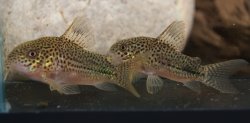 Hoplisoma sp. (Cw063)