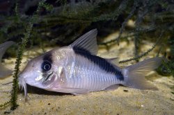 Hoplisoma sp. (Cw091)