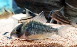 Hoplisoma sp. (Cw102) - Click for species page