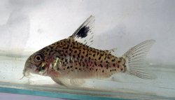 Hoplisoma sp. (Cw103) - Click for species page