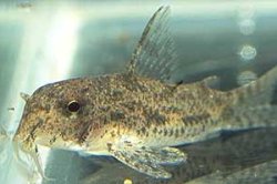 Hoplisoma sp. (Cw108)