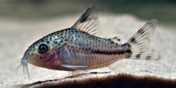Hoplisoma sp. (Cw109) - Click for species page