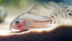 Hoplisoma sp. (Cw109)