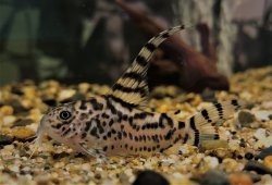 Hoplisoma sp. (Cw111) - Click for species page