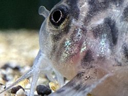 Hoplisoma sp. (Cw111)