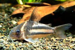 Hoplisoma sp. (Cw127) - Click for species page